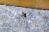 Pholcus phalangioides