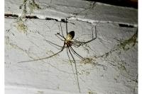 Pholcus phalangioides