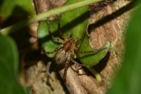 Anyphaena accentuata