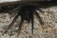 Segestria florentina