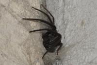 Segestria florentina