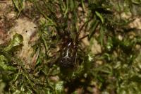 Lepthyphantes minutus