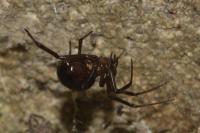 Steatoda grossa