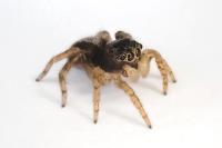 Pseudeuophrys lanigera