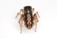 Pseudeuophrys lanigera