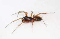 Neriene clathrata