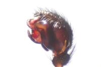 Neriene clathrata