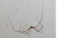 Pholcus phalangioides