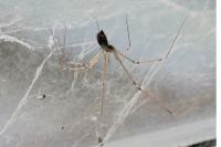 Pholcus phalangioides
