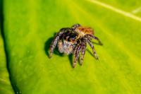 Carrhotus xanthogramma