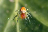 Araniella