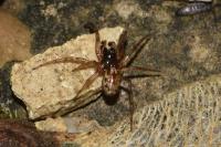 Enoplognatha mandibularis