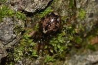 Enoplognatha mandibularis