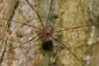 Dicranopalpus ramosus