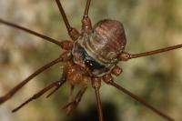 Dicranopalpus ramosus