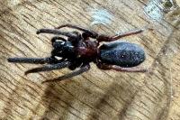 Segestria florentina