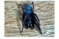 Segestria florentina