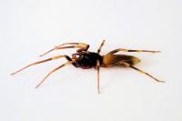 Harpactea hombergi