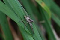Pisaura mirabilis