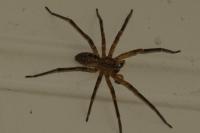 Zoropsis spinimana