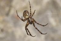 Metellina merianae
