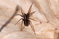 Pardosa