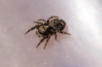 Pseudeuophrys erratica