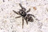 Salticus scenicus