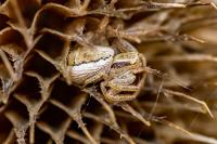 Xysticus ulmi