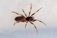 Harpactea hombergi
