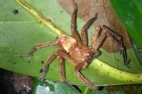 Olios argelasius