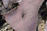Pardosa