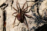 Pardosa