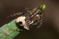 Gibbaranea bituberculata