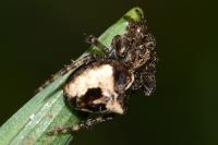 Gibbaranea bituberculata