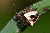 Gibbaranea bituberculata