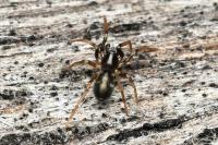 Phrurolithus festivus