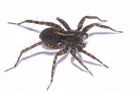 Pardosa tenuipes