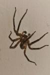 Zoropsis spinimana