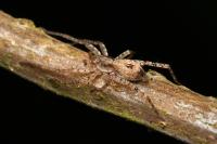 Anyphaena accentuata