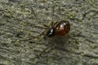 Lepthyphantes minutus