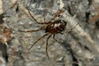 Lepthyphantes minutus