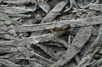 Pholcus phalangioides