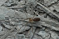 Pholcus phalangioides