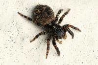 Pseudeuophrys erratica