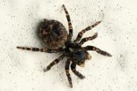 Pseudeuophrys erratica