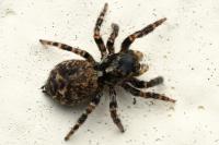 Pseudeuophrys erratica