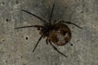 Parasteatoda