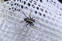 Pardosa