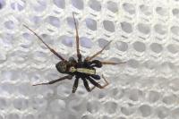 Pardosa